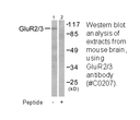 Product image for mGluR2/3 Antibody