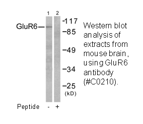 Product image for mGluR6 Antibody