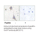 Product image for mGluR7 Antibody