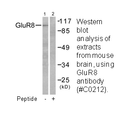 Product image for mGluR8 Antibody