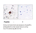 Product image for GLUT3 Antibody