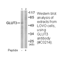 Product image for GLUT3 Antibody