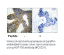 Product image for HSP105 Antibody