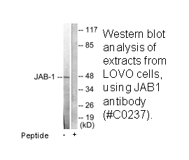 Product image for JAB1 Antibody