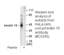 Product image for Keratin 18 Antibody