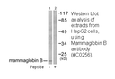 Product image for Mammaglobin B Antibody