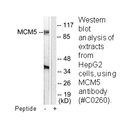 Product image for MCM5 Antibody