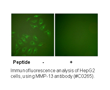 Product image for MMP-13 Antibody