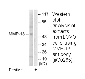 Product image for MMP-13 Antibody