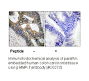 Product image for MMP-7 Antibody