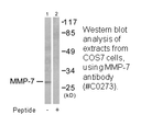 Product image for MMP-7 Antibody