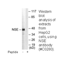 Product image for NSE Antibody
