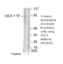 Product image for OCT1 Antibody