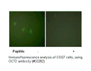 Product image for OCT2 Antibody
