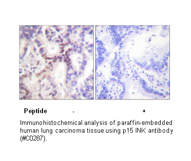 Product image for p15 INK Antibody