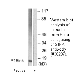 Product image for p15 INK Antibody