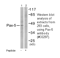 Product image for Pax-5 Antibody