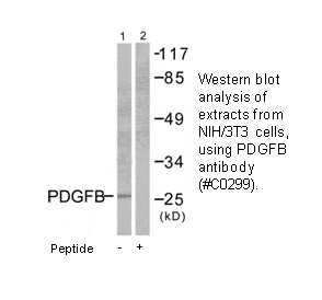 Product image for PDGFB Antibody