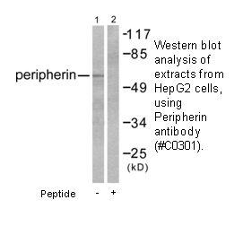 Product image for Peripherin Antibody