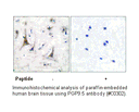 Product image for PGP9.5 Antibody