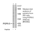 Product image for PGP9.5 Antibody