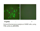 Product image for PML Antibody