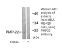 Product image for PMP22 Antibody