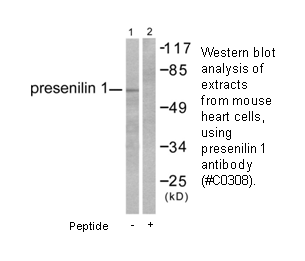 Product image for Presenilin 1 Antibody