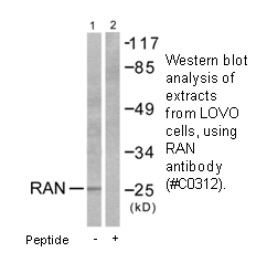 Product image for RAN Antibody
