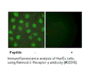 Product image for Retinoid X Receptor &gamma; Antibody