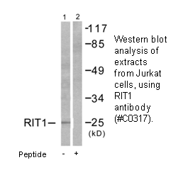 Product image for RIT1 Antibody