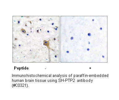 Product image for SH-PTP2 Antibody