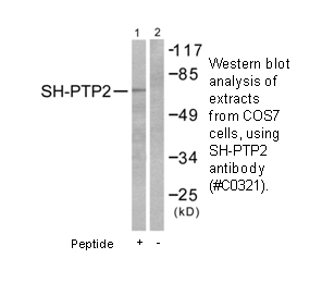 Product image for SH-PTP2 Antibody