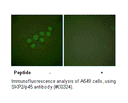 Product image for SKP2/p45 Antibody