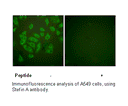 Product image for Stefin A Antibody