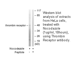 Product image for Thrombin Receptor Antibody