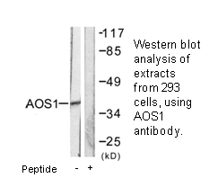 Product image for AOS1 Antibody