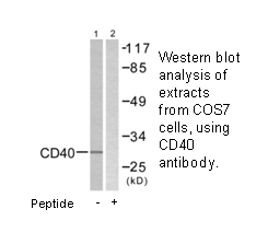 Product image for CD40  Antibody