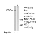 Product image for EDD Antibody
