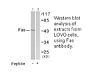 Product image for FAS Antibody