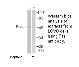 Product image for FAS Antibody