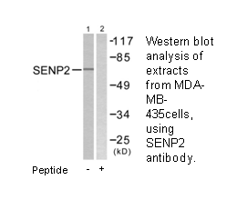 Product image for SENP2 Antibody