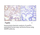 Product image for SENP5 Antibody