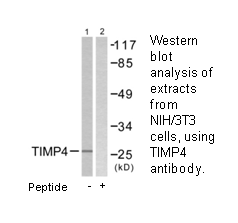 Product image for TIMP4 Antibody