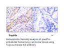 Product image for TOP2B Antibody