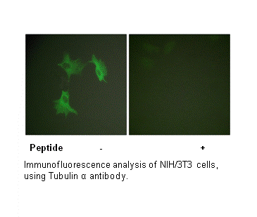 Product image for Tubulin &alpha; Antibody
