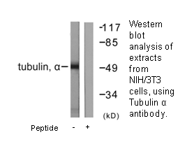 Product image for Tubulin &alpha; Antibody