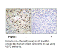 Product image for USF2 Antibody