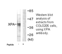Product image for XPA Antibody