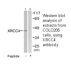 Product image for XRCC4 Antibody